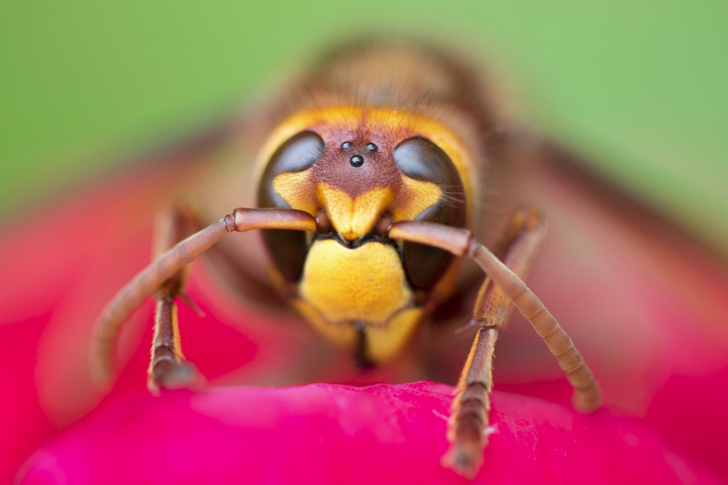 Méthodes modernes pour limiter l’expansion des frelons